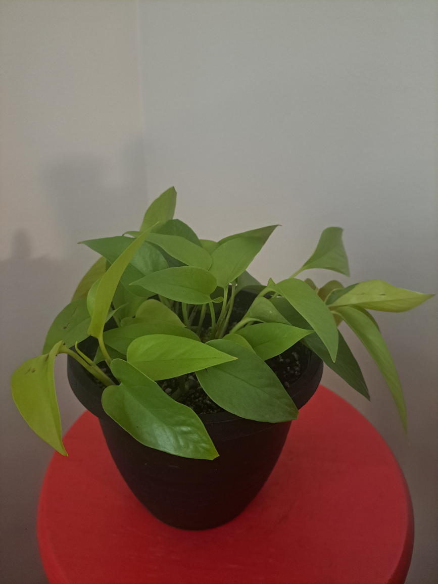 Neon Pothos Plant - photo 2