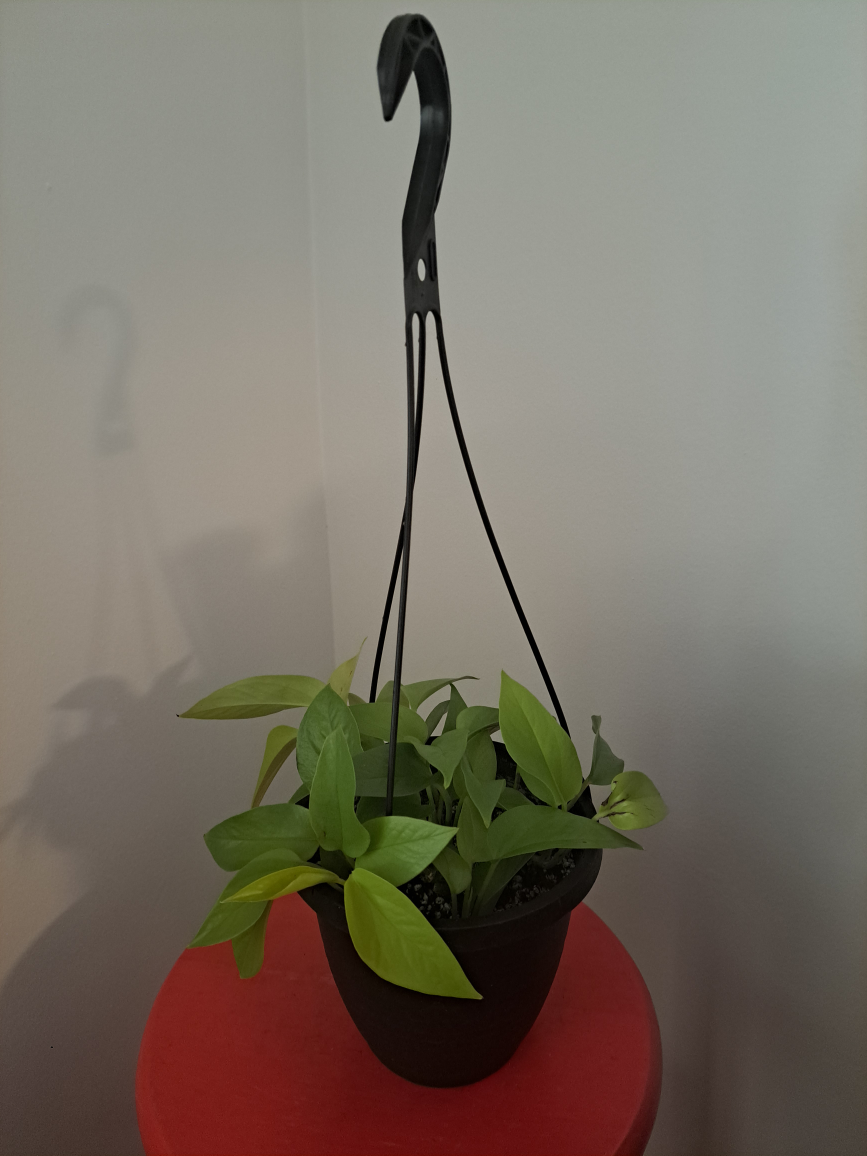 Neon Pothos Plant - photo 3