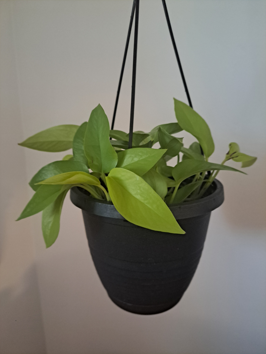 Neon Pothos Plant - photo 4