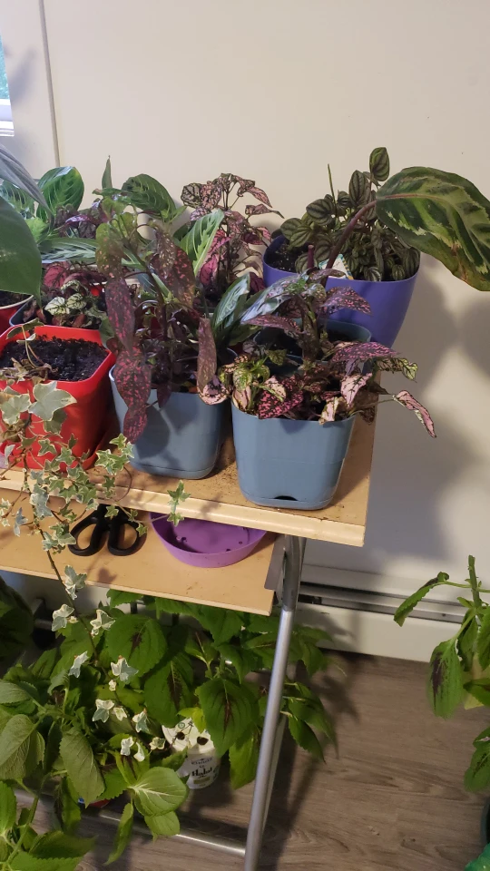 plants thumbnail