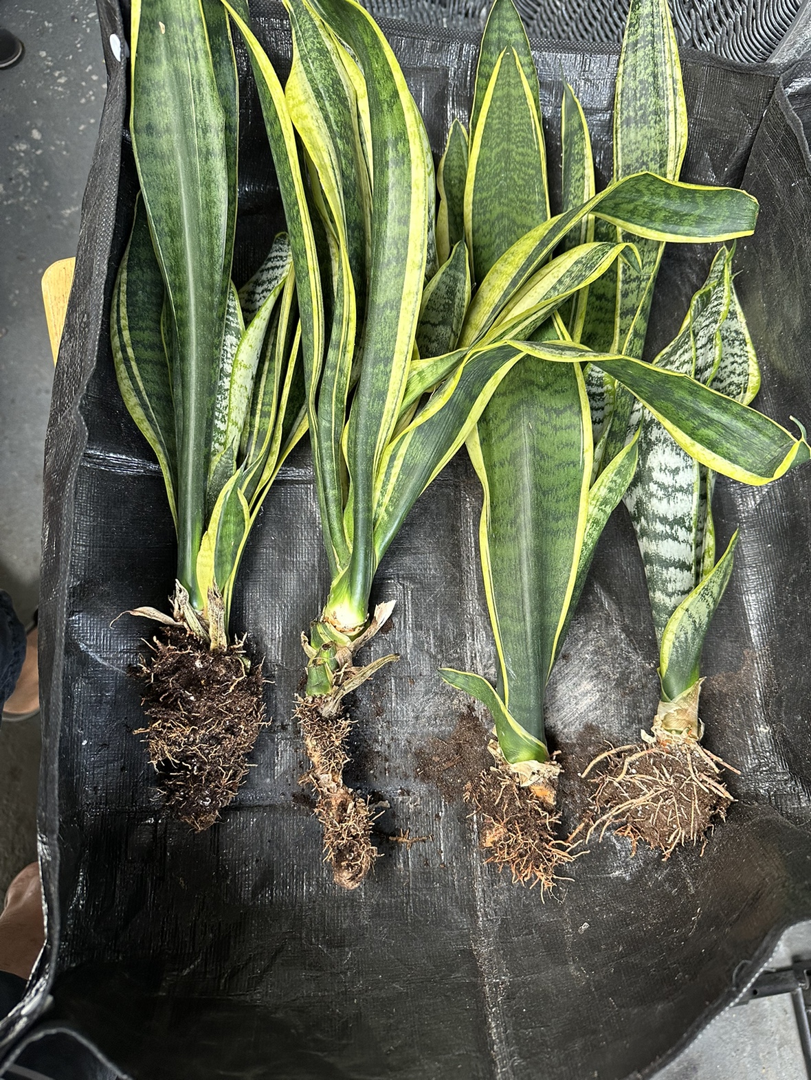 Snake plant (4) thumbnail