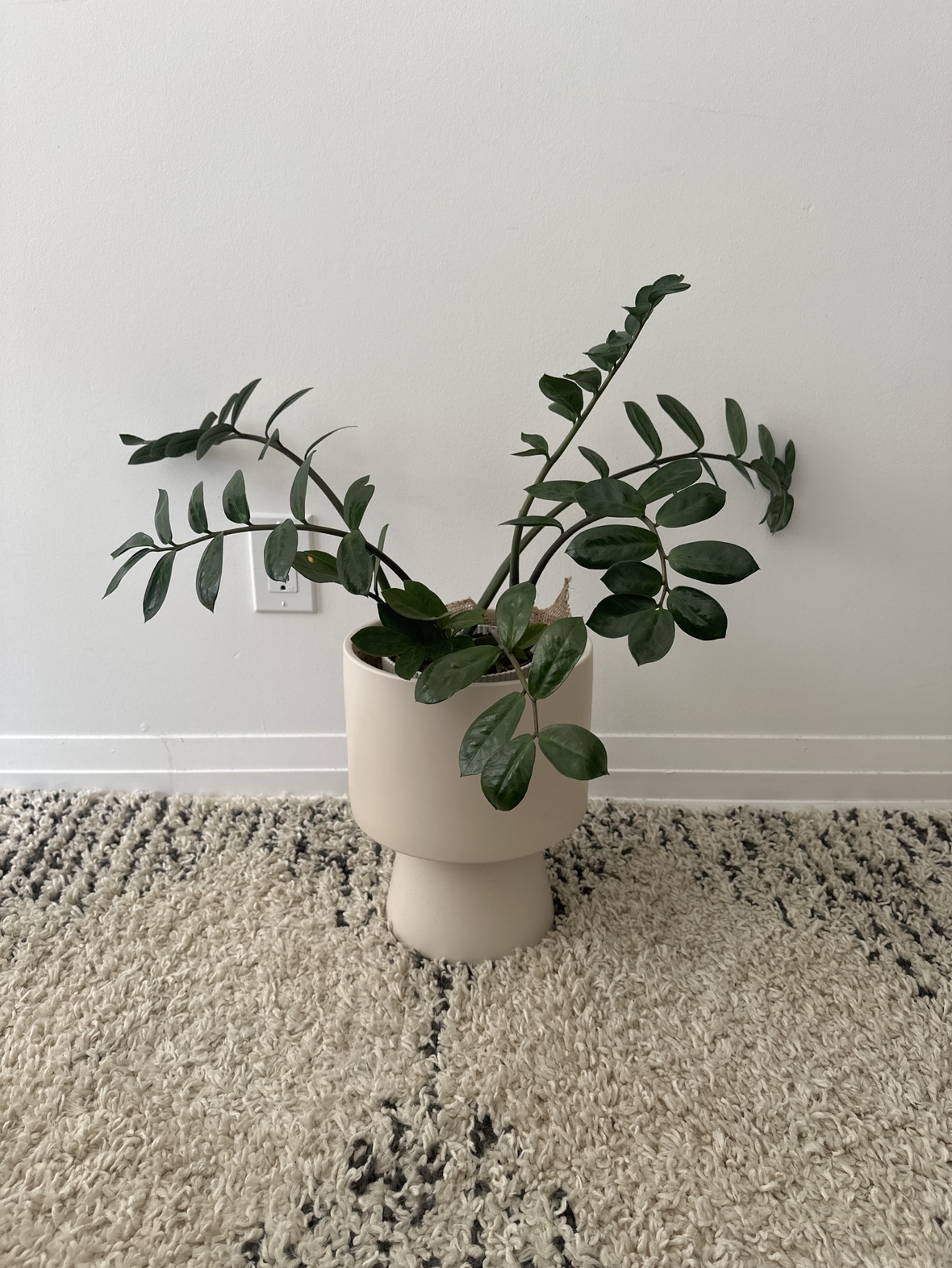 Plant + vase thumbnail