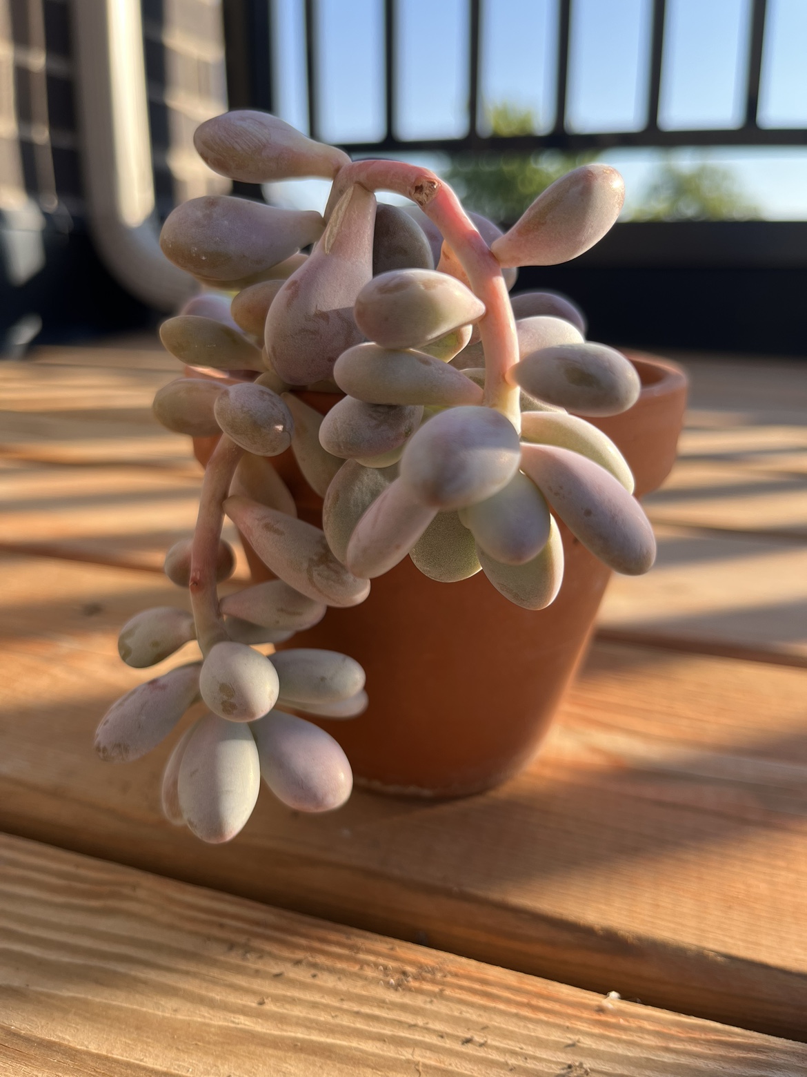 4.5” moonstone succulent plant ⚽️ image indicator(2)