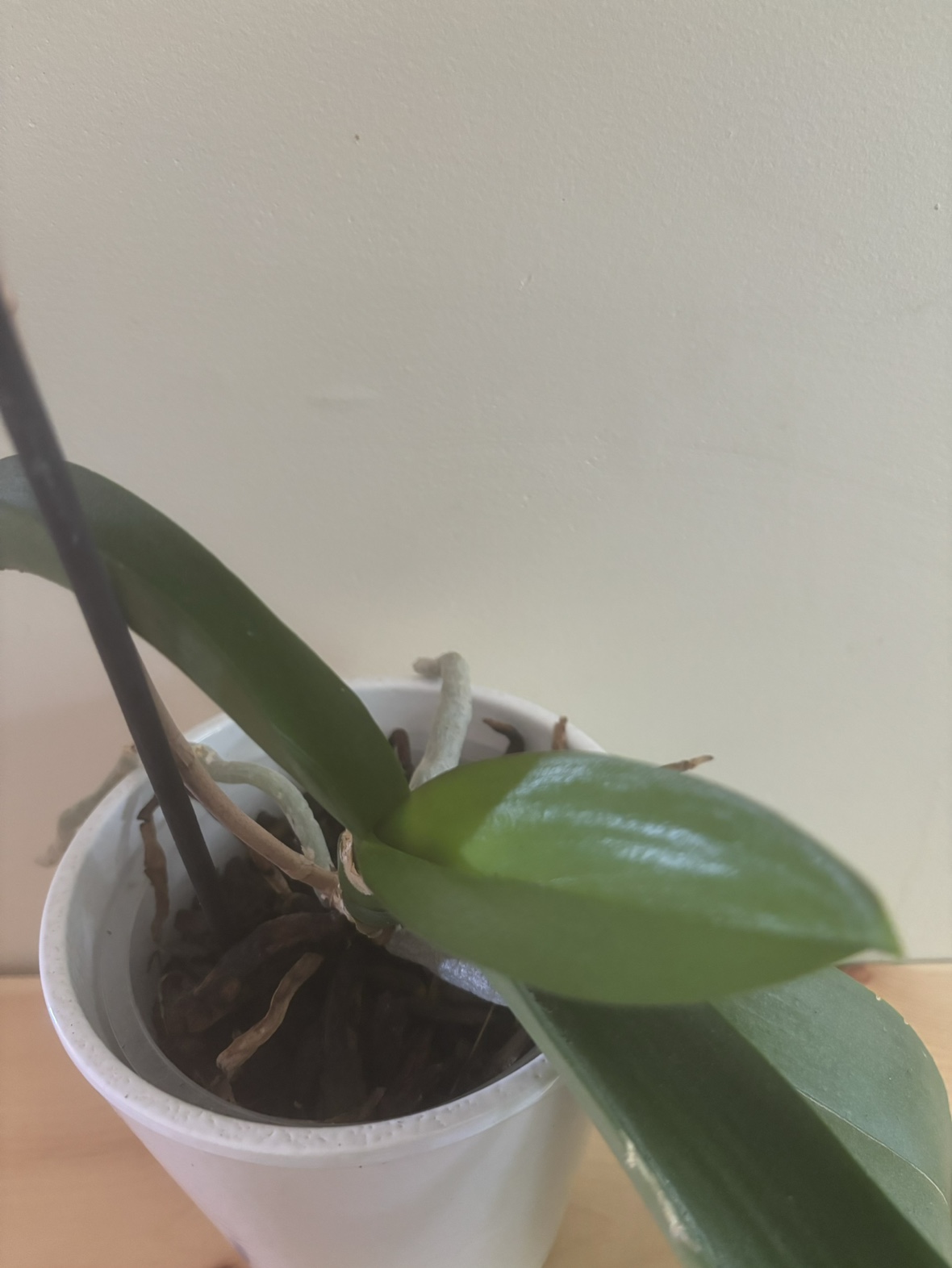 Orchid image indicator(2)