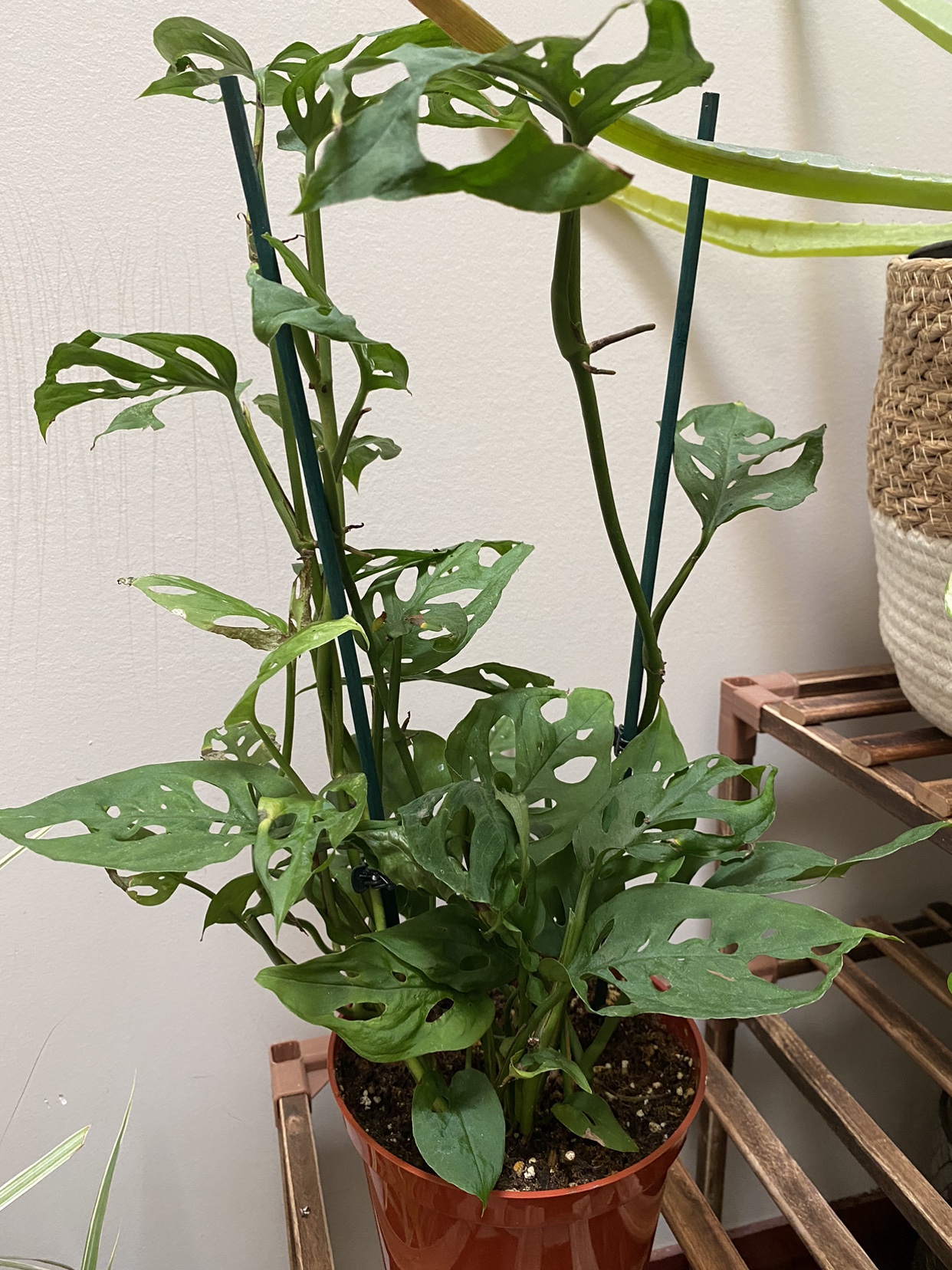 Plant thumbnail