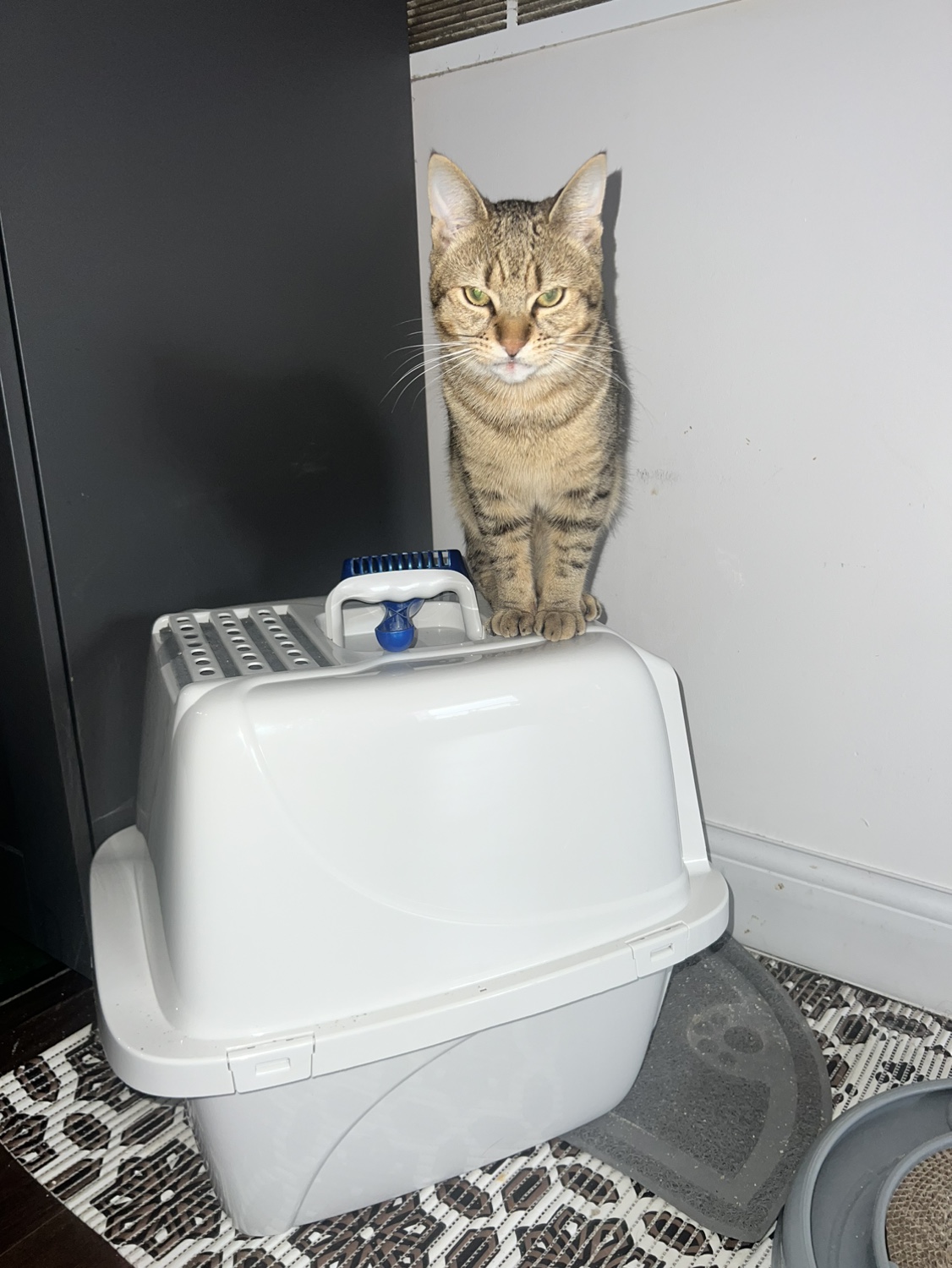 Kitty Litter *Unused* thumbnail