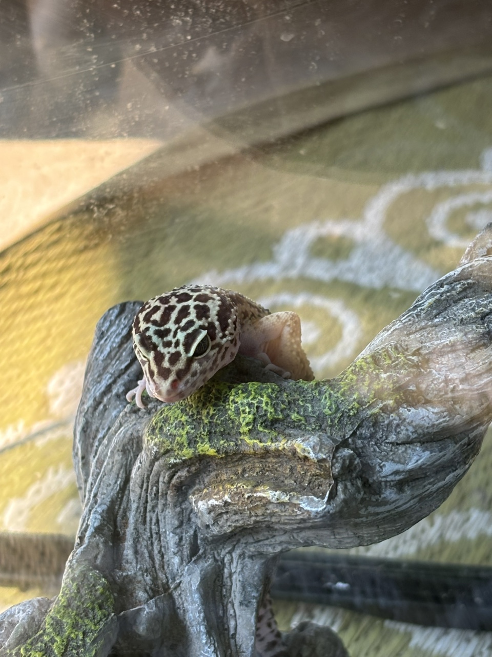 Gecko, Terrariums w temperature mgmt equipt, feed and vitamins image indicator(7)