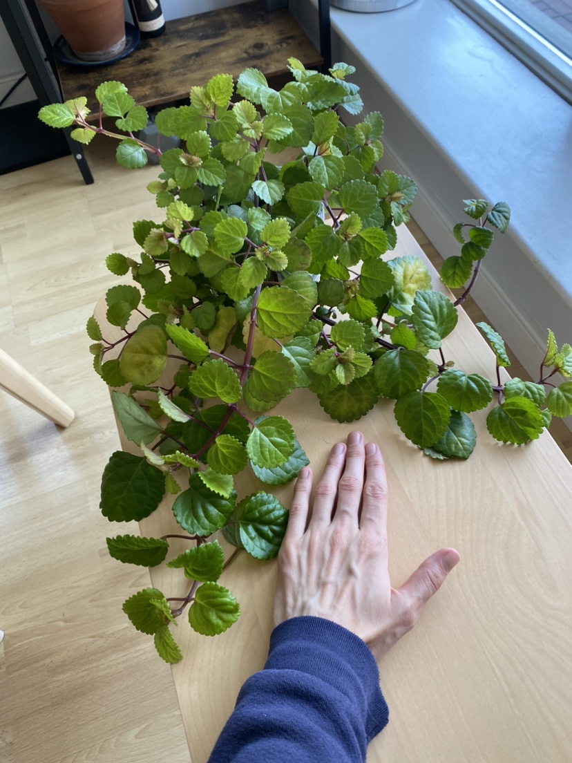 Happy Swedish Ivy plant image indicator(7)