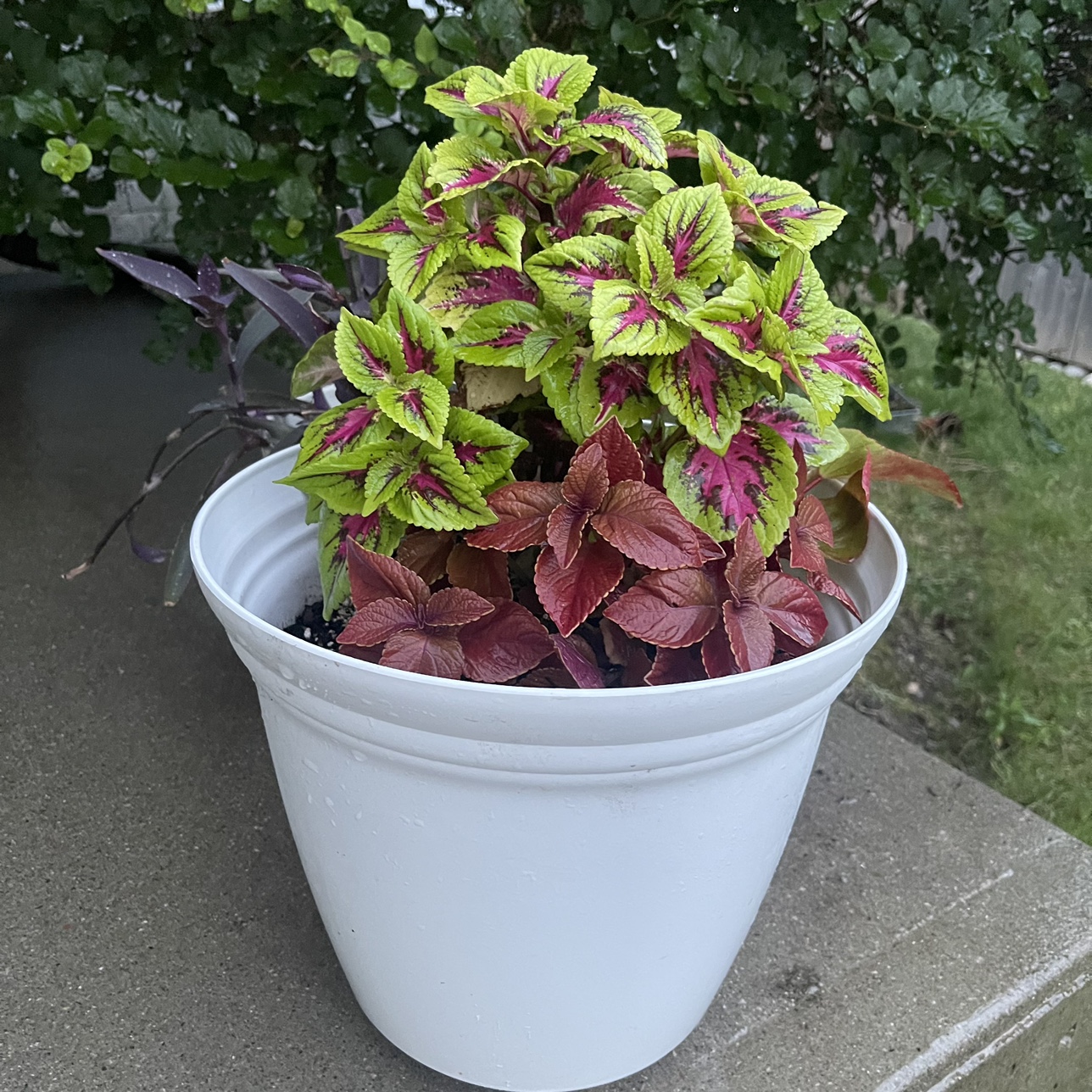 Red & green Coleus plant with begonia Combo - photo 3