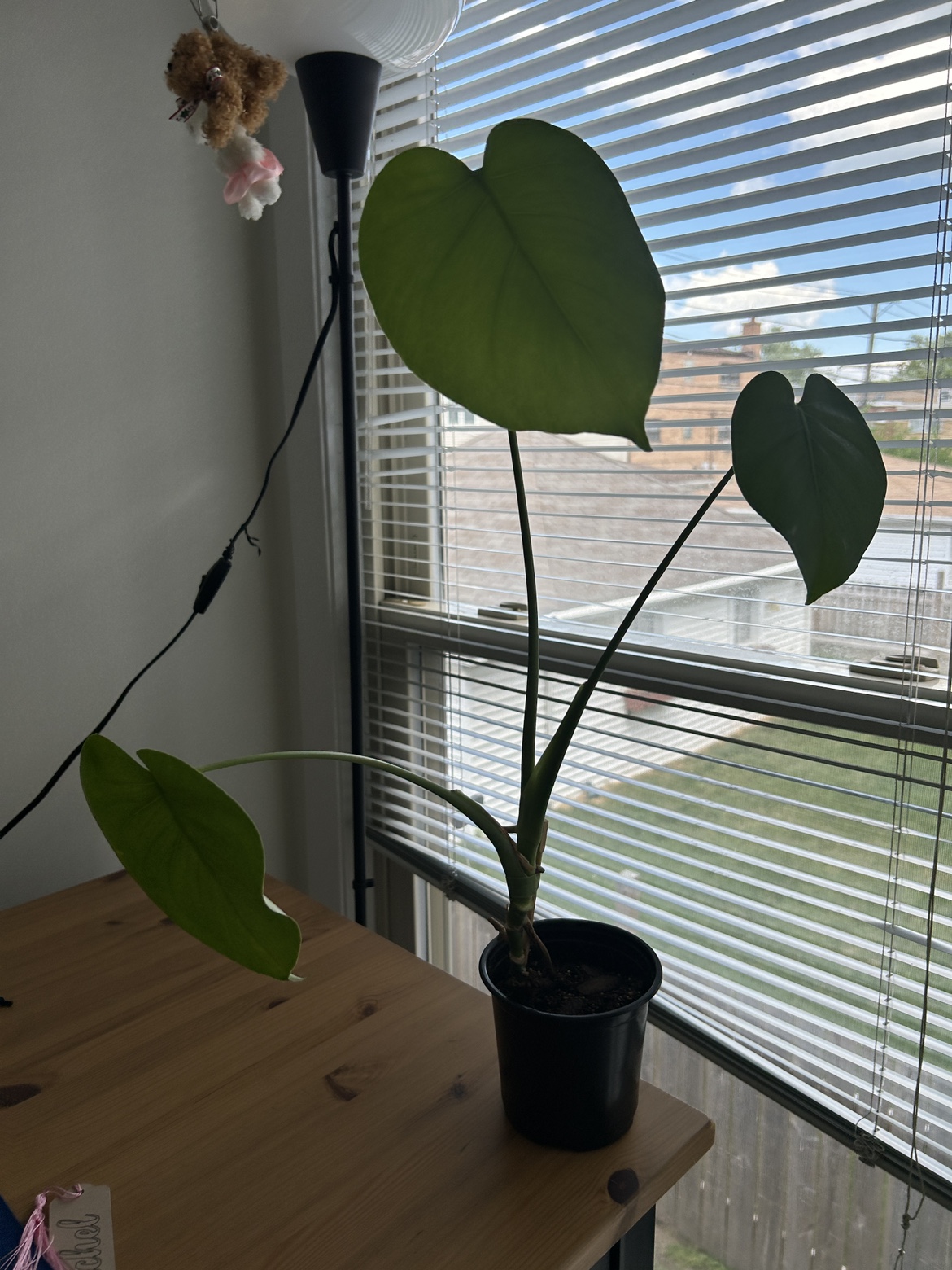 Monstera Plant 1 - photo 5