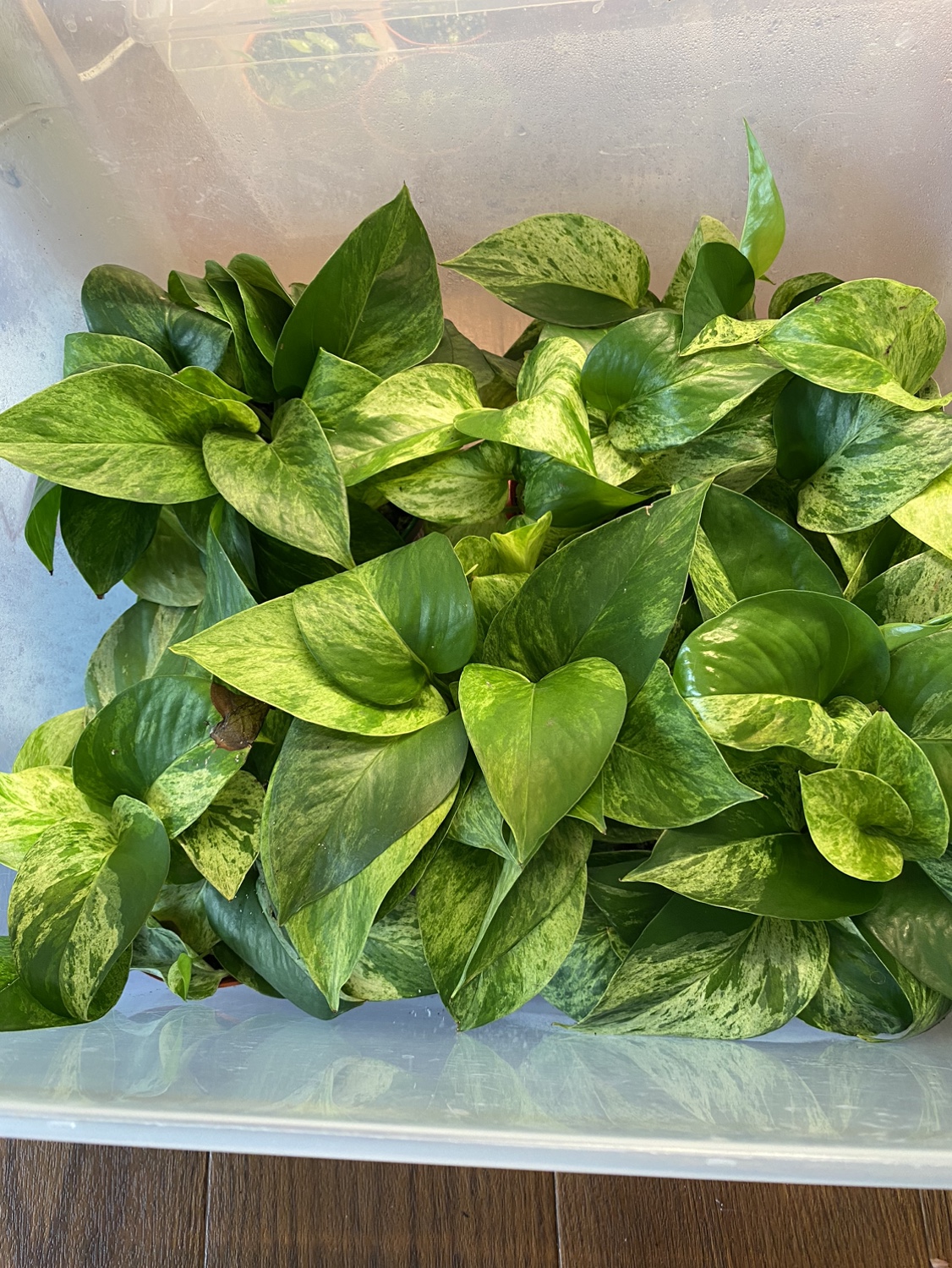 Marble Queen Pothos Plants - photo 2