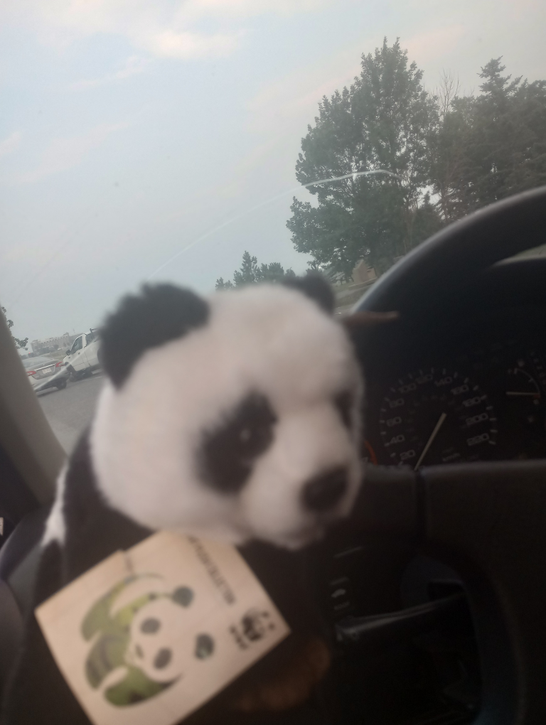 panda bear