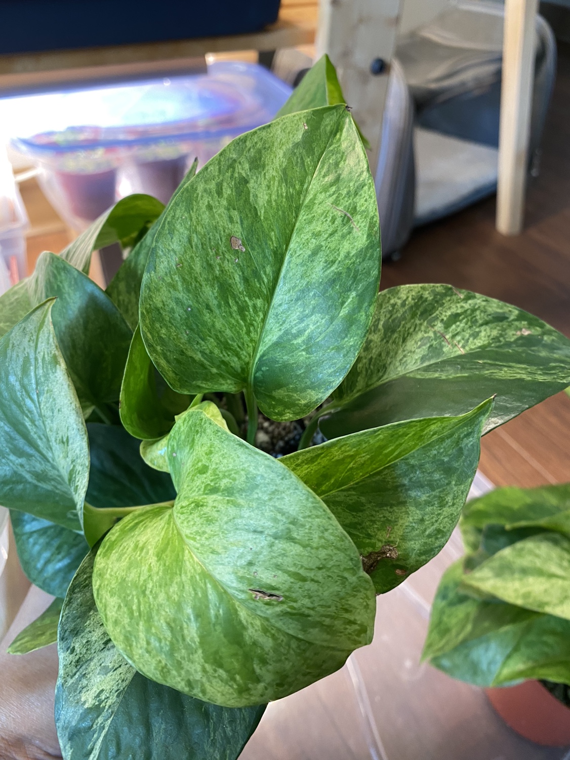 Marble Queen Pothos Plants - photo 5