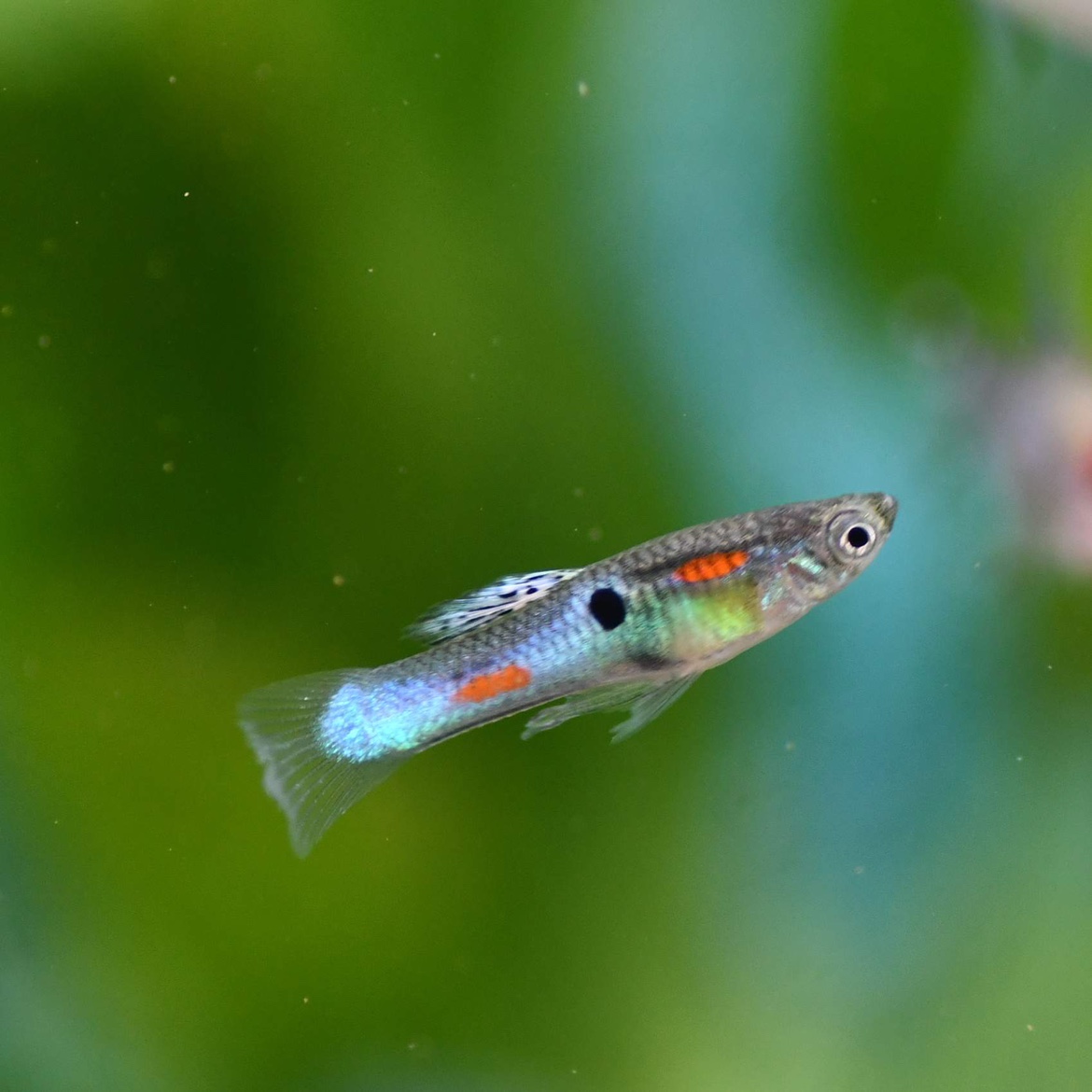 Japanese blue endler guppy breeding pair