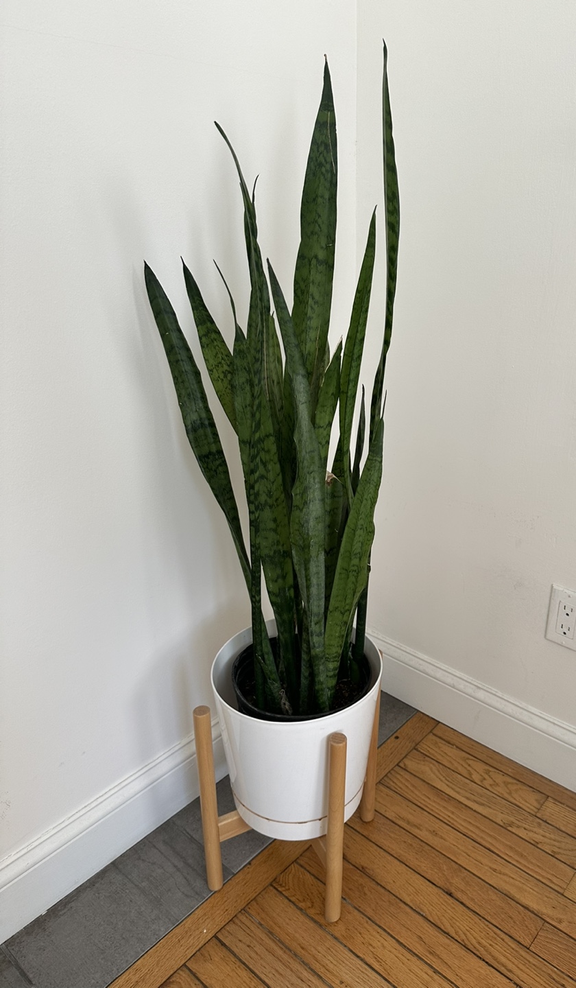 Snake Plant