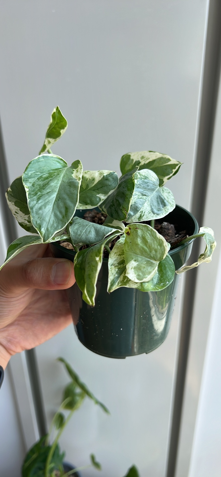 Pothos Njoy - photo 2