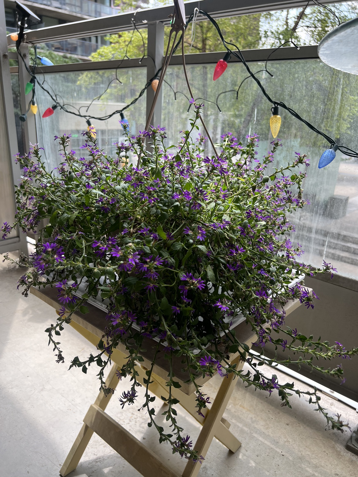 Plant - photo 3