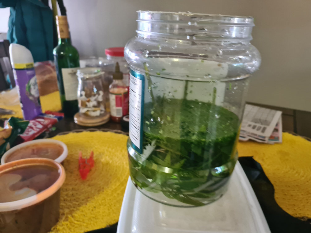 Free Aquarium plant clipping and Duckweed