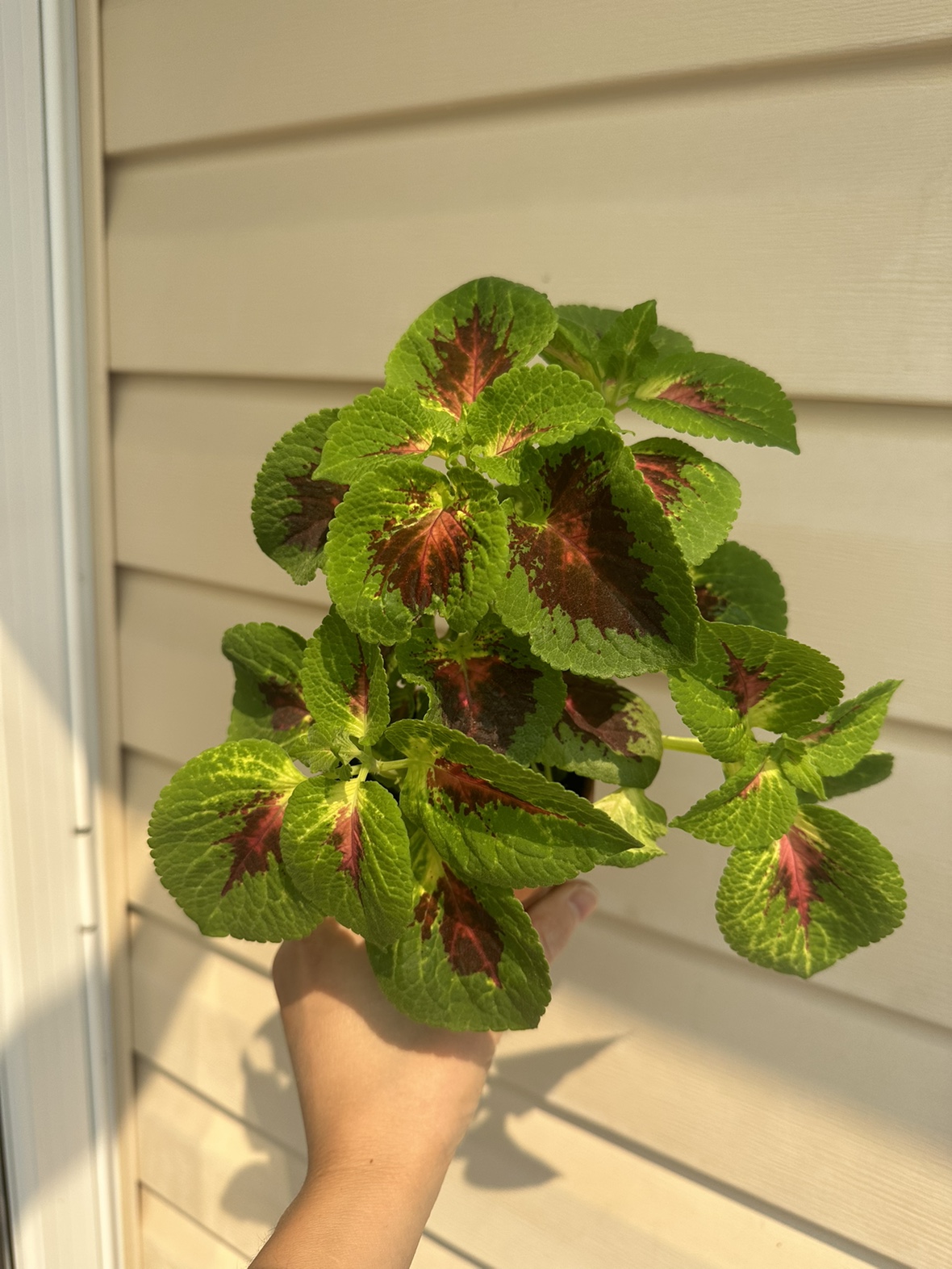 Baby colues plant