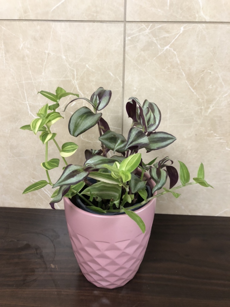 Plant with cover pot thumbnail