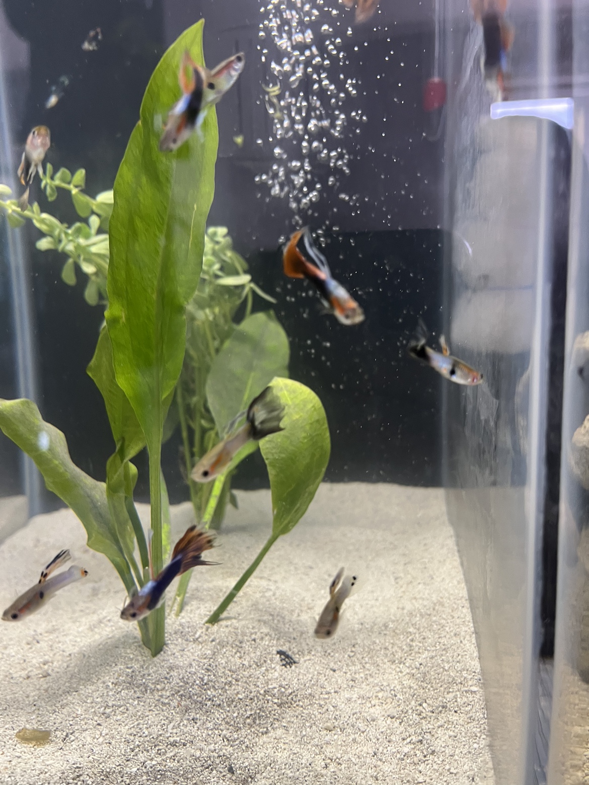 Tuxedo guppy breeding pairs - photo 2