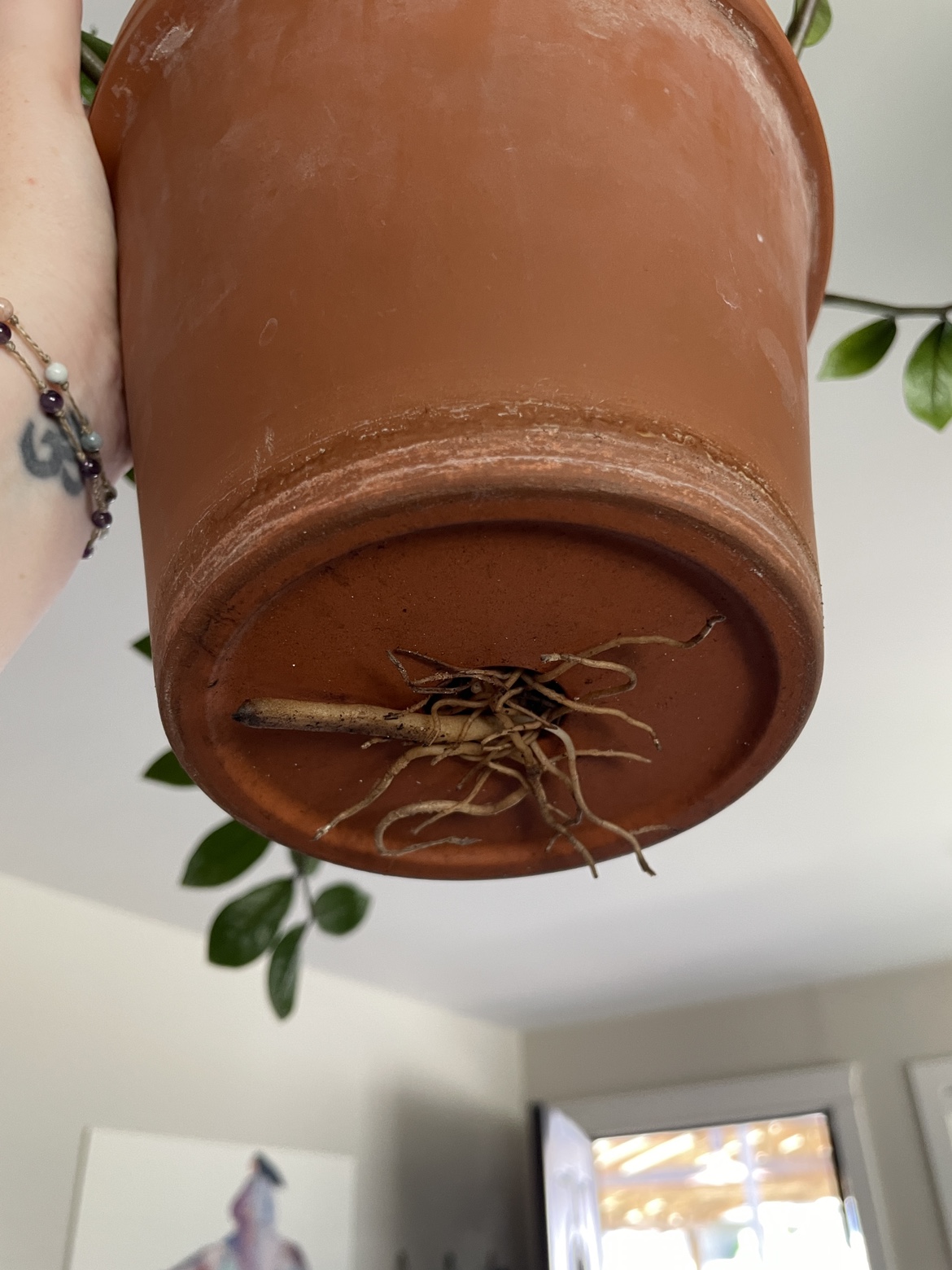 Mature Zz Plant in 8” Clay Pot - photo 3