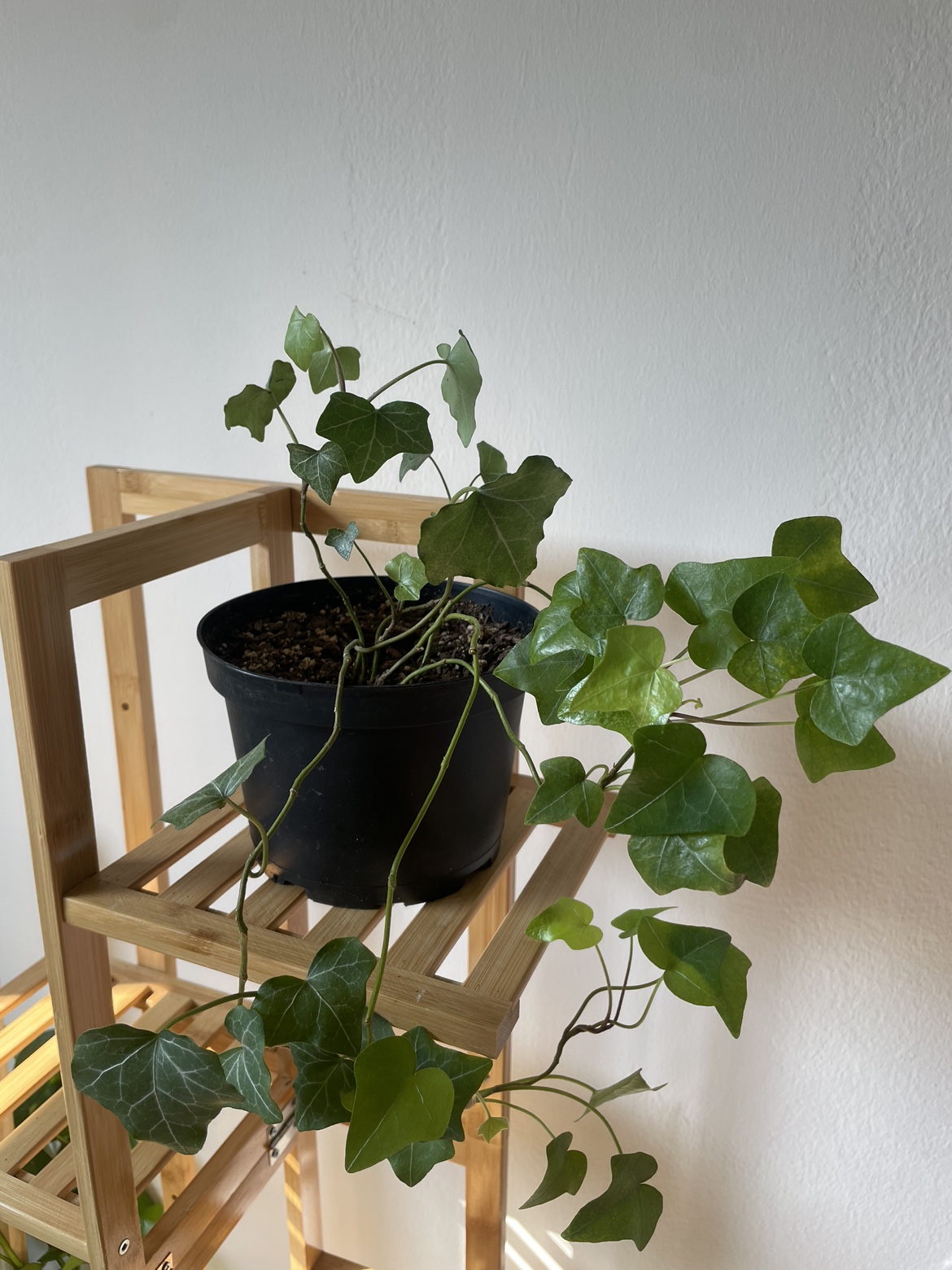 English Ivy