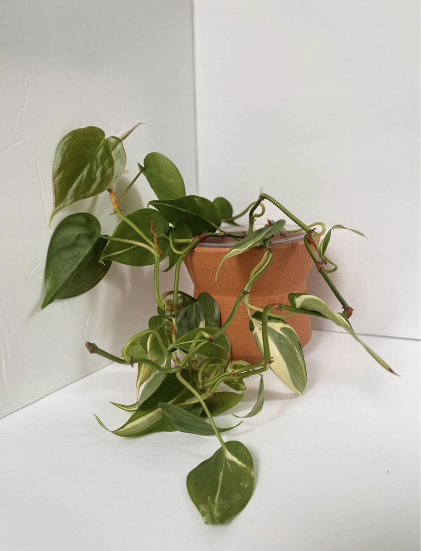 Philodendron hederaceum 'Rio' - photo 4