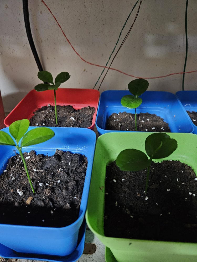 pink pomelo plant