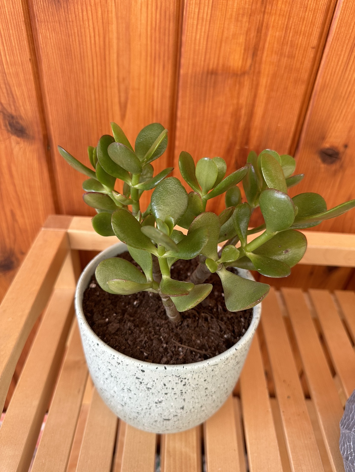 Jade plant - photo 3