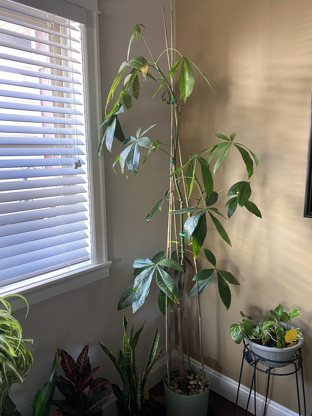 Money tree thumbnail
