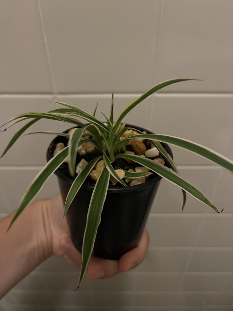 Spider plant (free with purchase) - photo 2