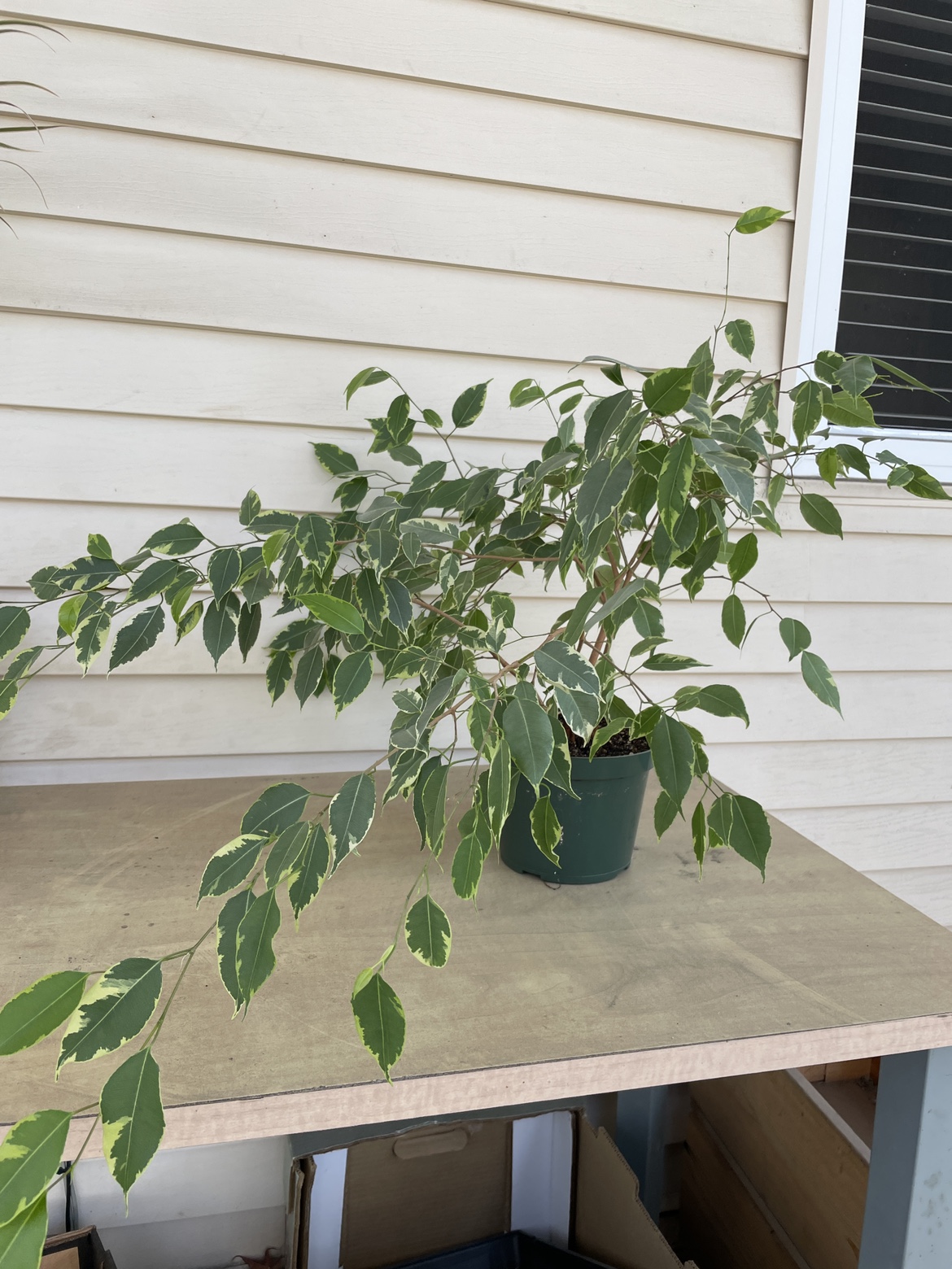 Variegated Ficus Benjamina / Weeping Fig in 7” pot - photo 3
