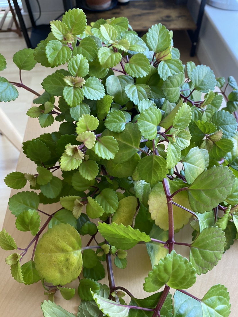 Happy Swedish Ivy plant image indicator(3)