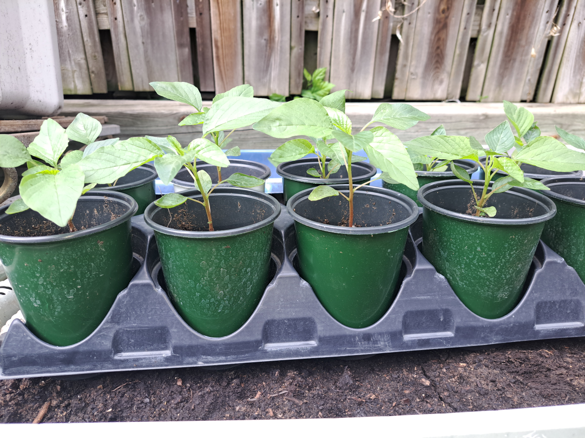 Jamaican Callaloo Amaranth Plants image indicator(4)