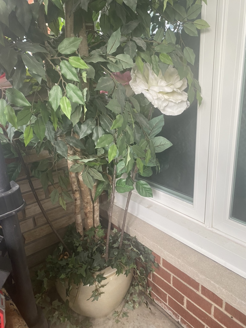 Plastic plant