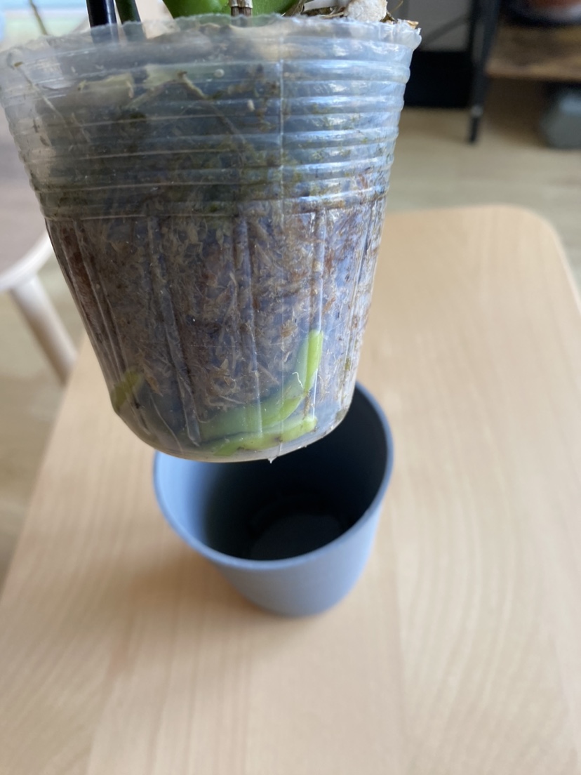 Cute little orchid image indicator(3)