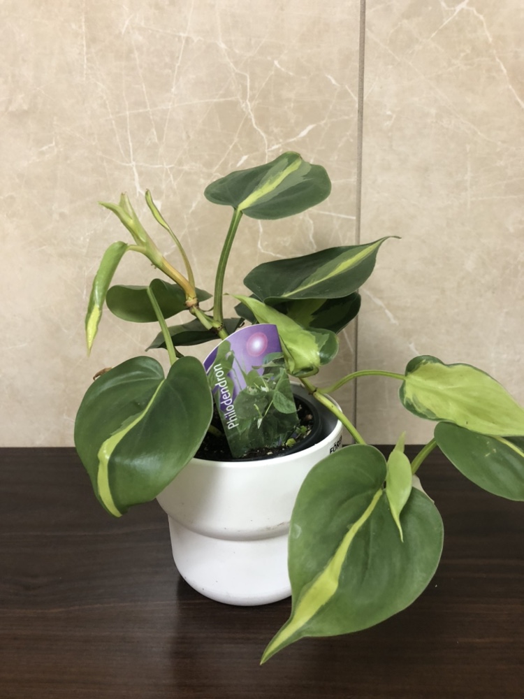 3.5” philodendron plant $5, with cover pot $8 thumbnail