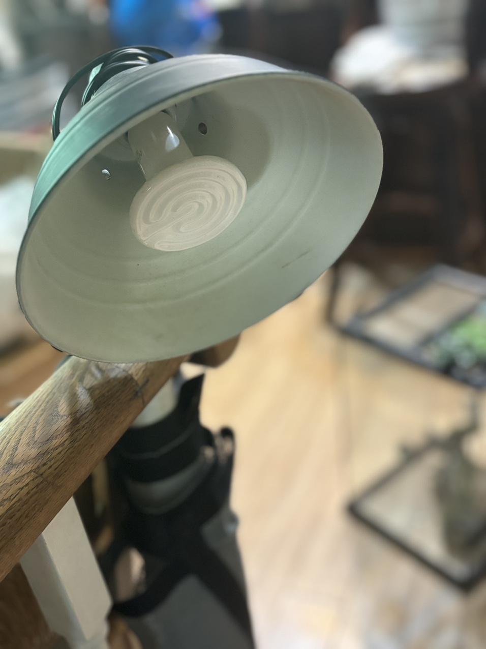 Gecko, Terrariums w temperature mgmt equipt, feed and vitamins image indicator(6)