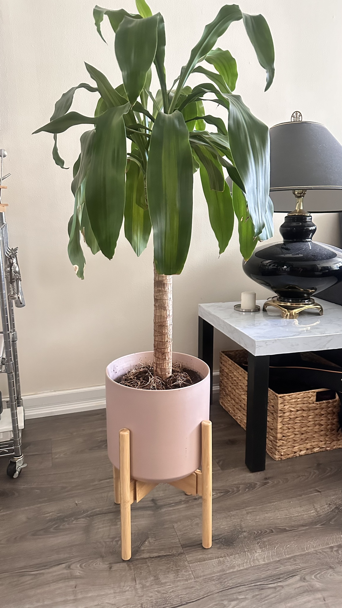 3’6” feet Draecaena Massaena with Pink Plant Pot and Stand