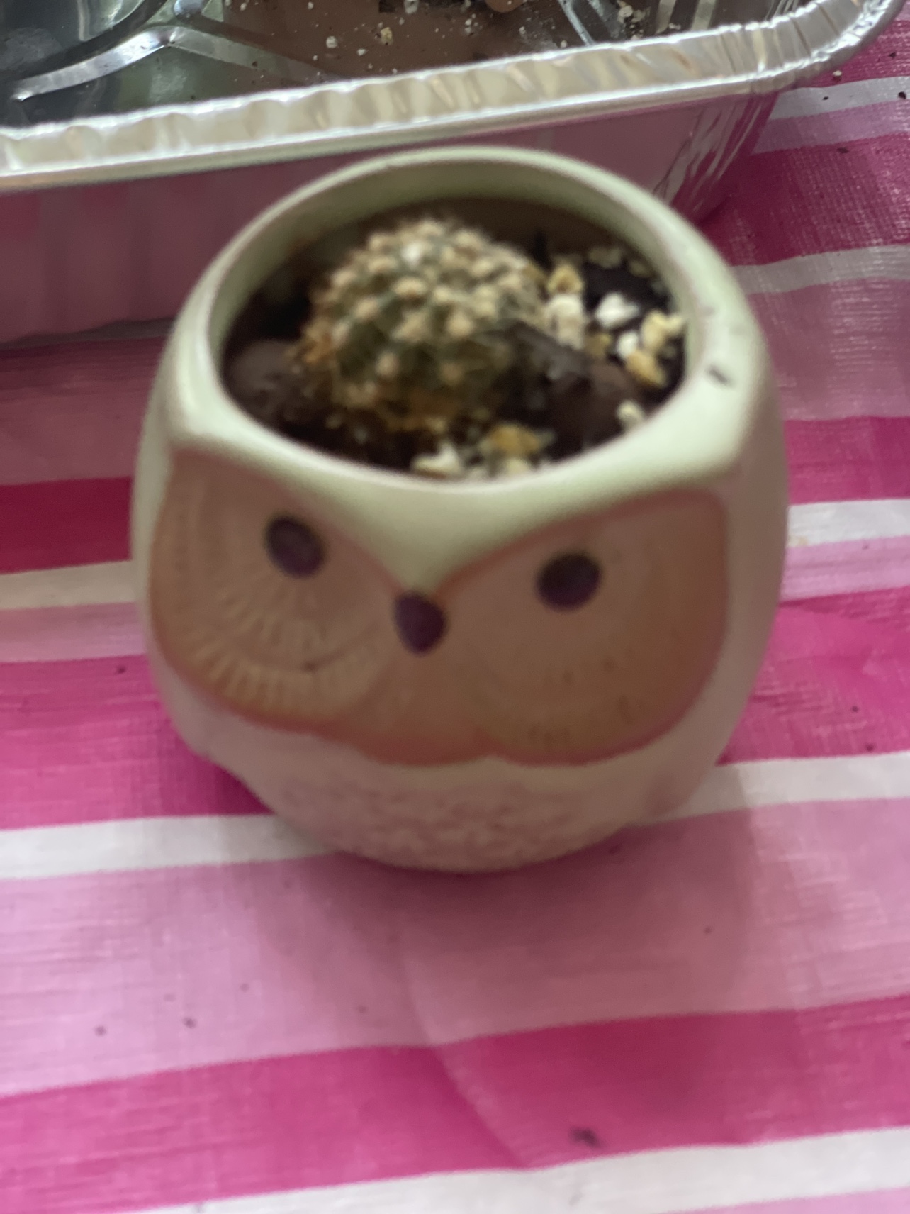 Cactus with owl planter 🌵🦉⚽️ thumbnail