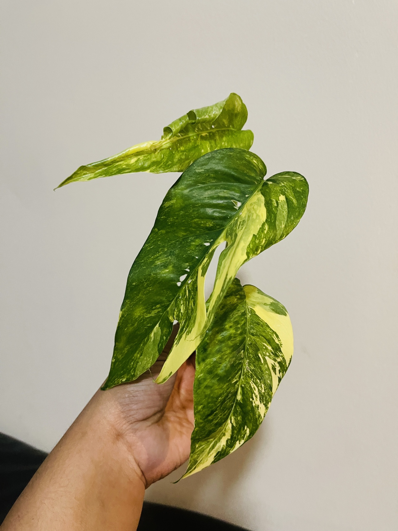 Epipremnum Pinnatum Albo thumbnail
