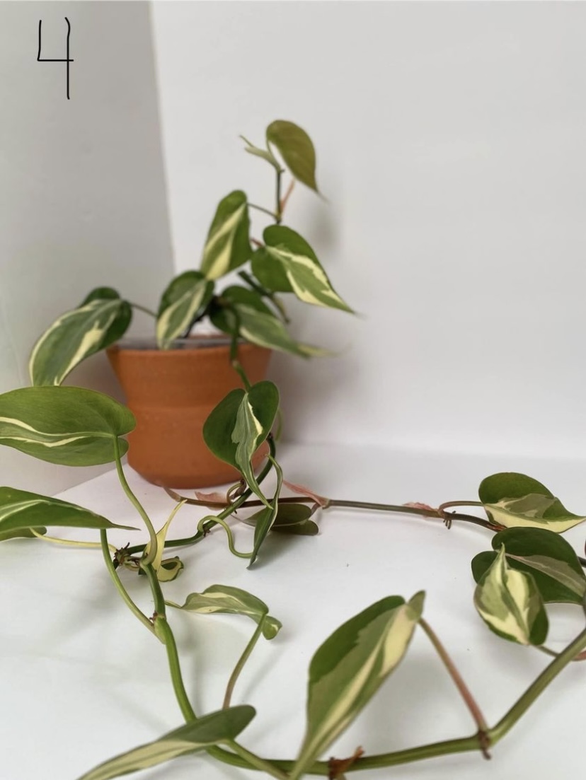 Philodendron hederaceum 'Rio' - photo 5