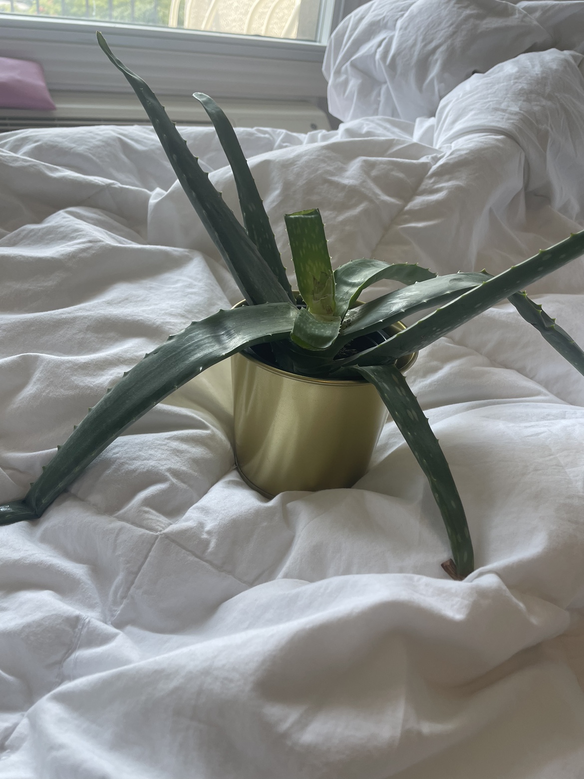 Free aloe plant - photo 2
