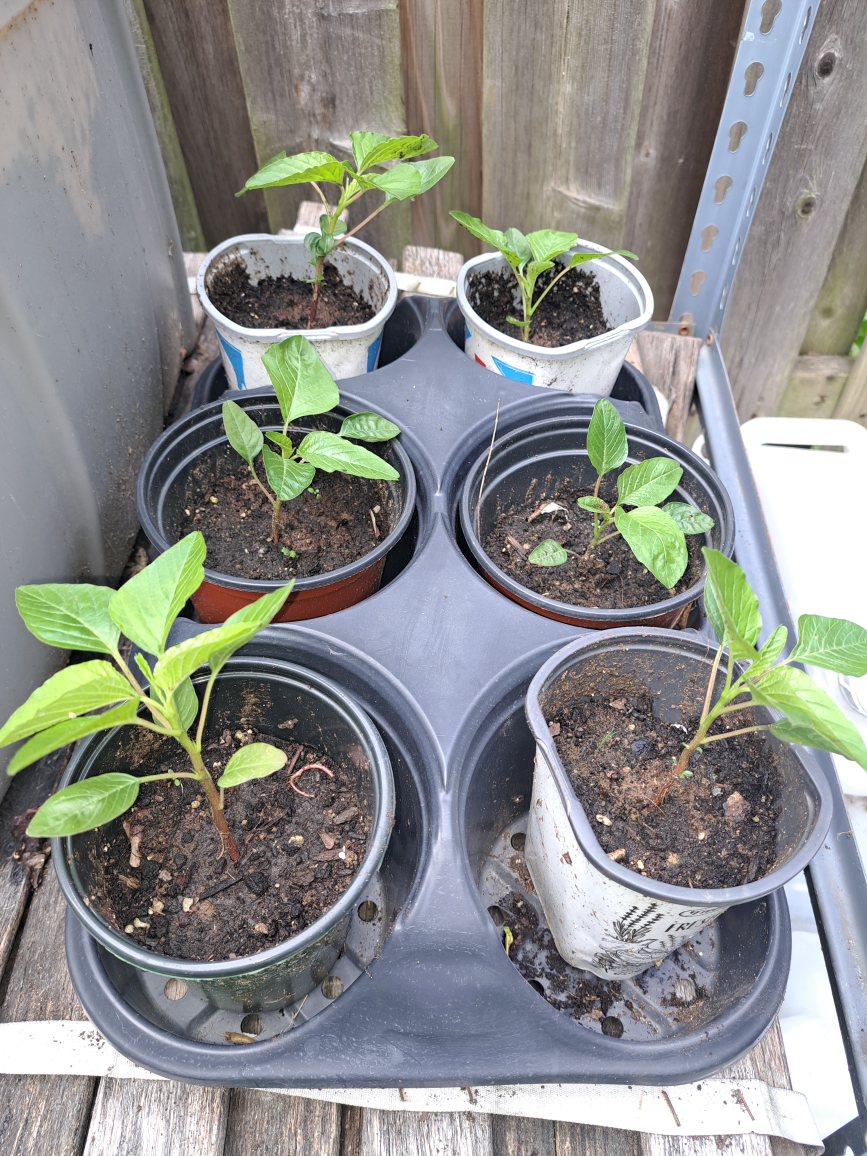 Jamaican Callaloo Amaranth Plants image indicator(2)