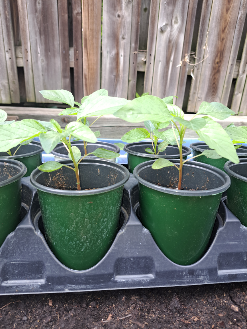 Jamaican Callaloo Amaranth Plants image indicator(5)