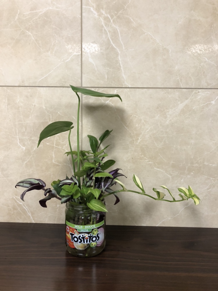 Multiple plants thumbnail