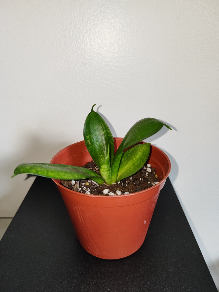 🥕 For trade! Snake plant