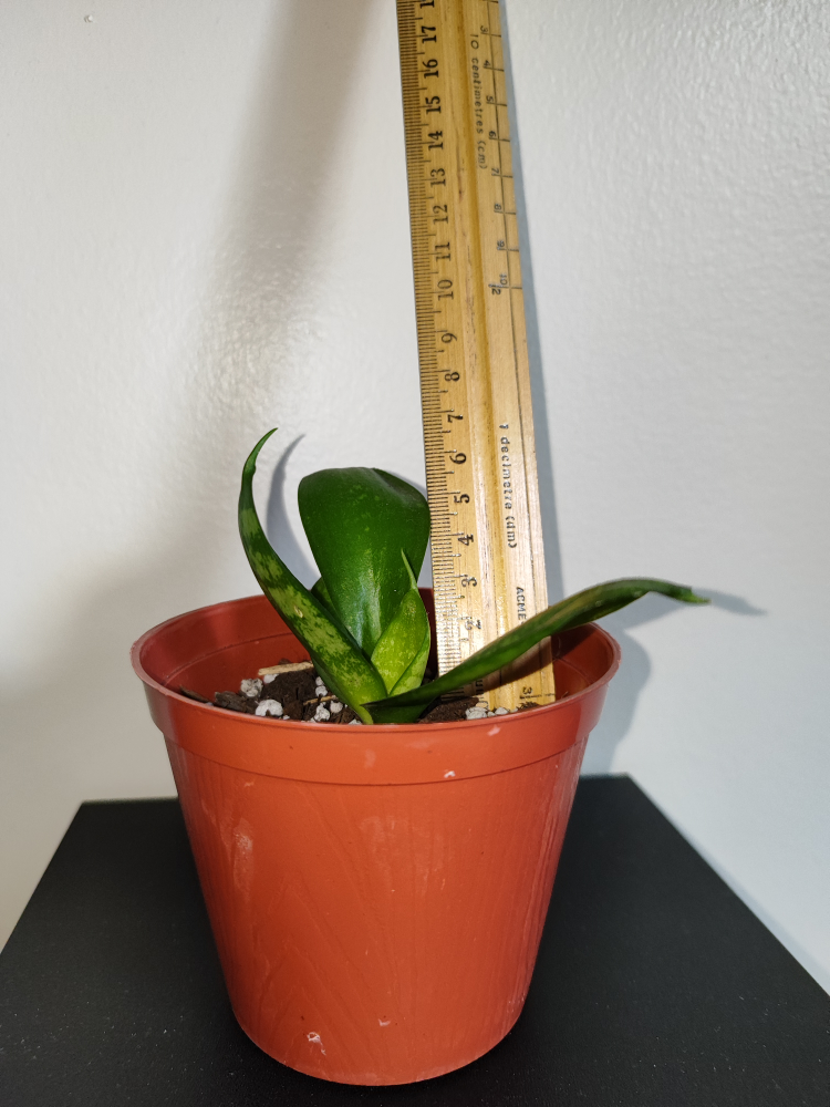 🥕 For trade! Snake plant - photo 2