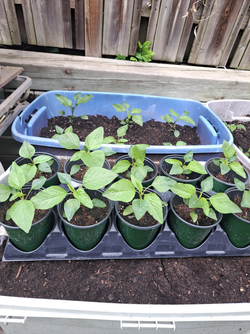 Jamaican Callaloo Amaranth Plants thumbnail